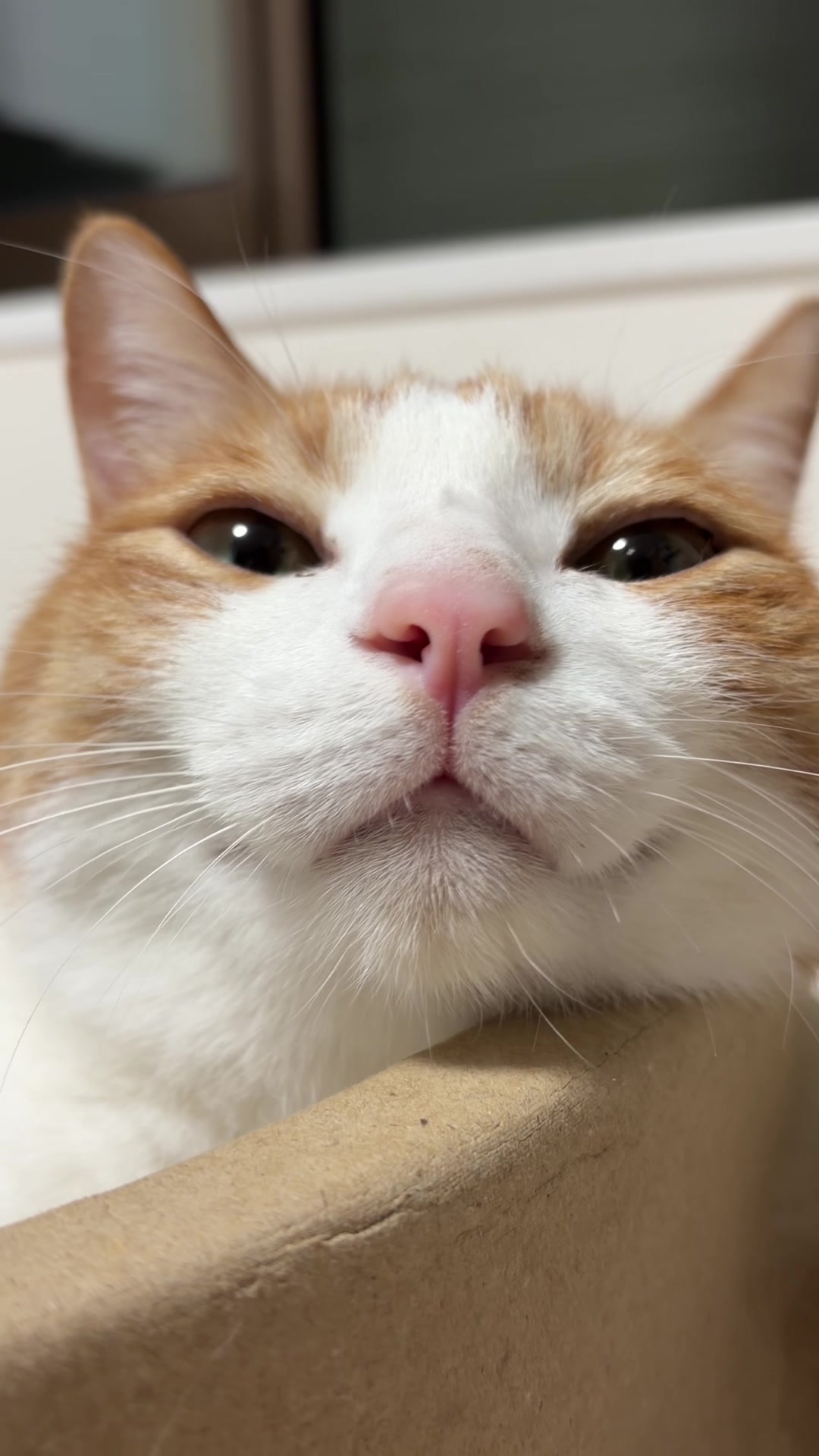@猫のはっさく