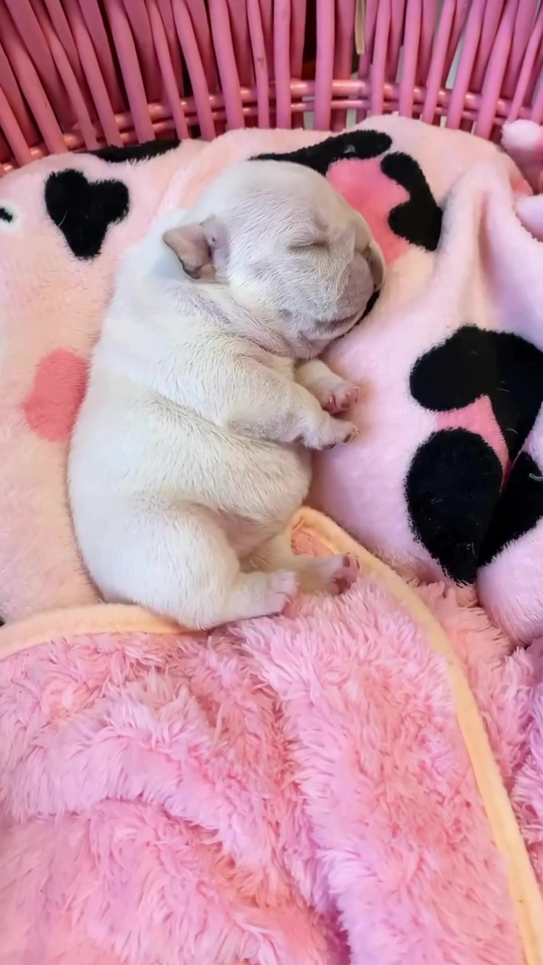 @pibblepan
