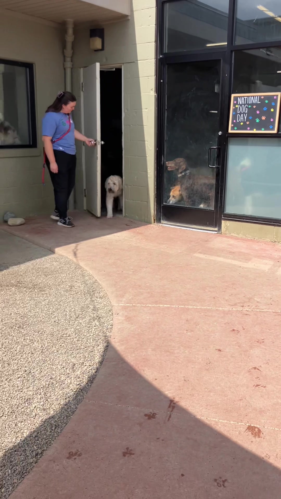 @Doggieinthewindow