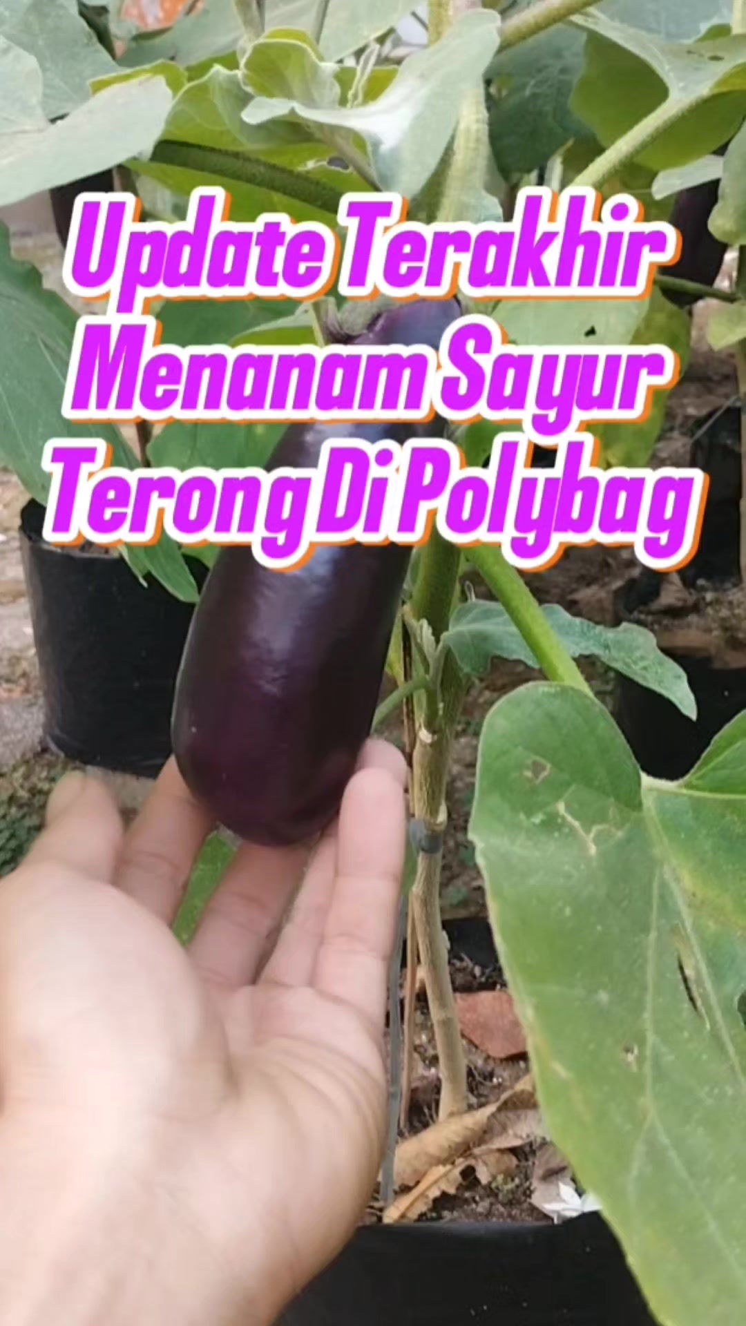 @Bukit Farming