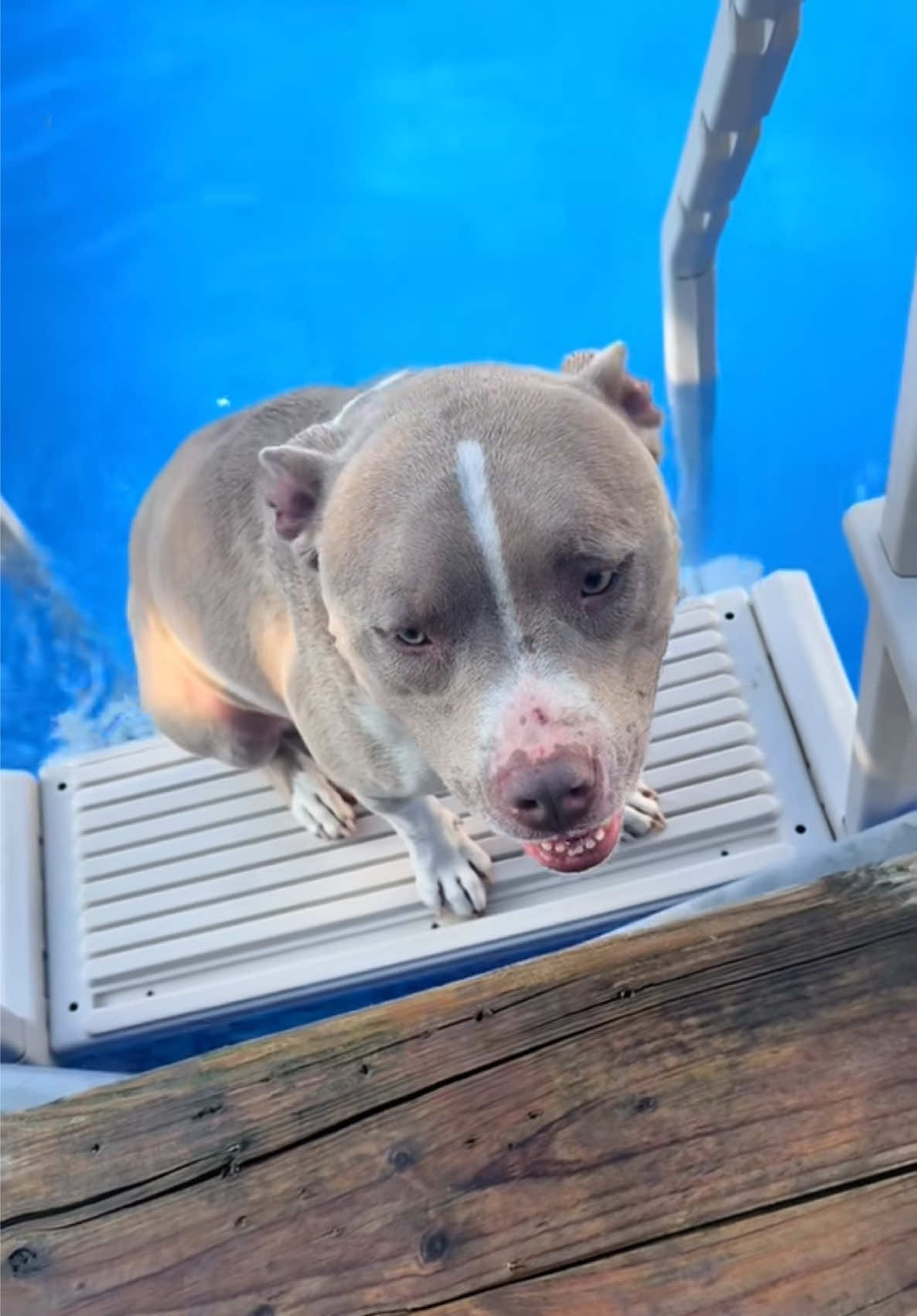 @Pittie Mom