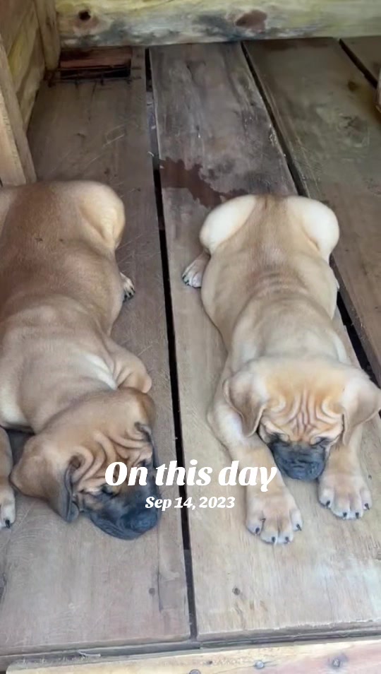 @Chenil d’ Arthoùros 🐶🐾