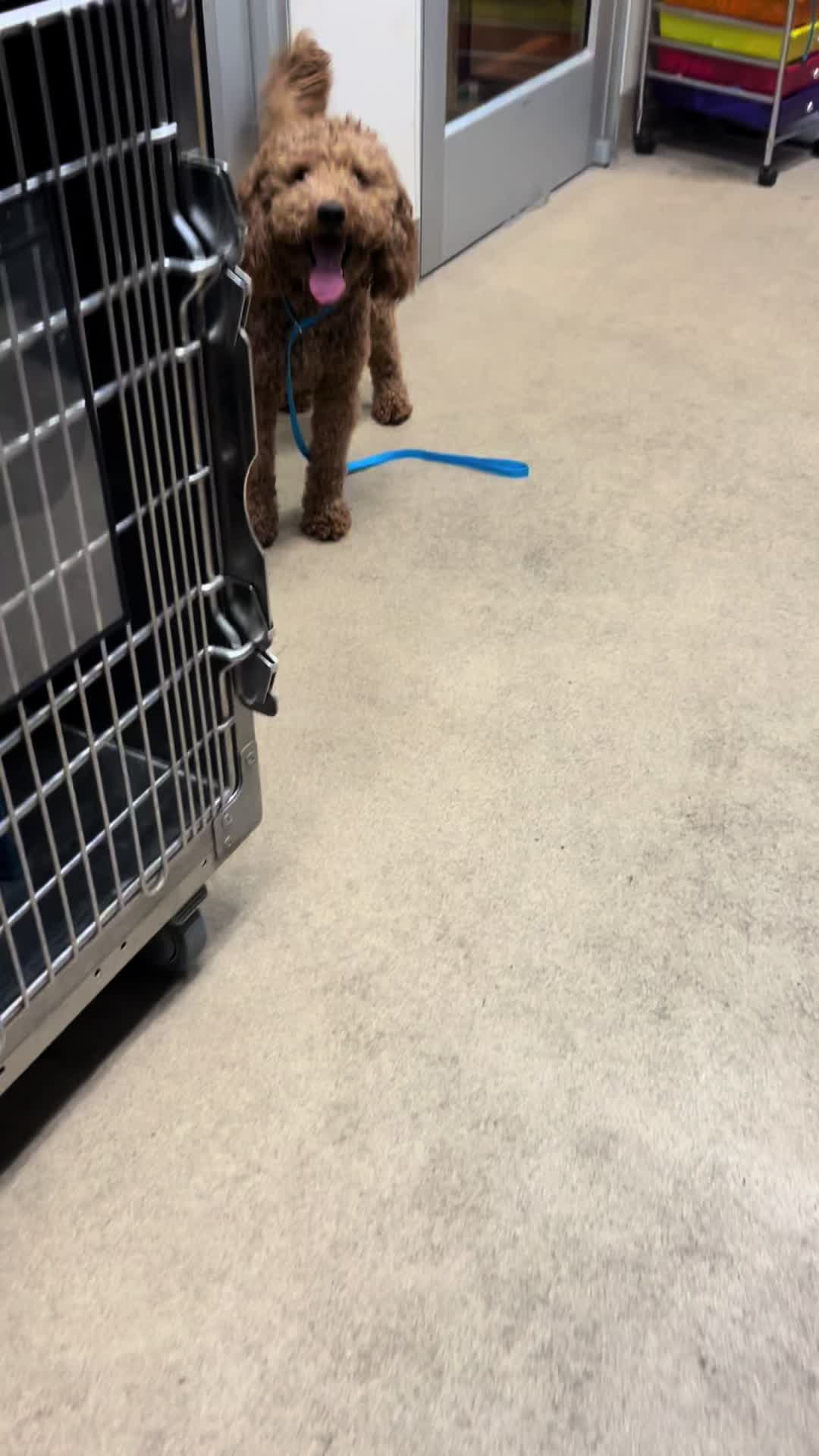 @The Dapper Doggies