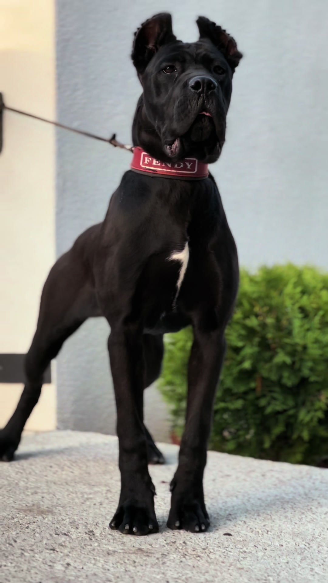@CANE CORSO CLUB