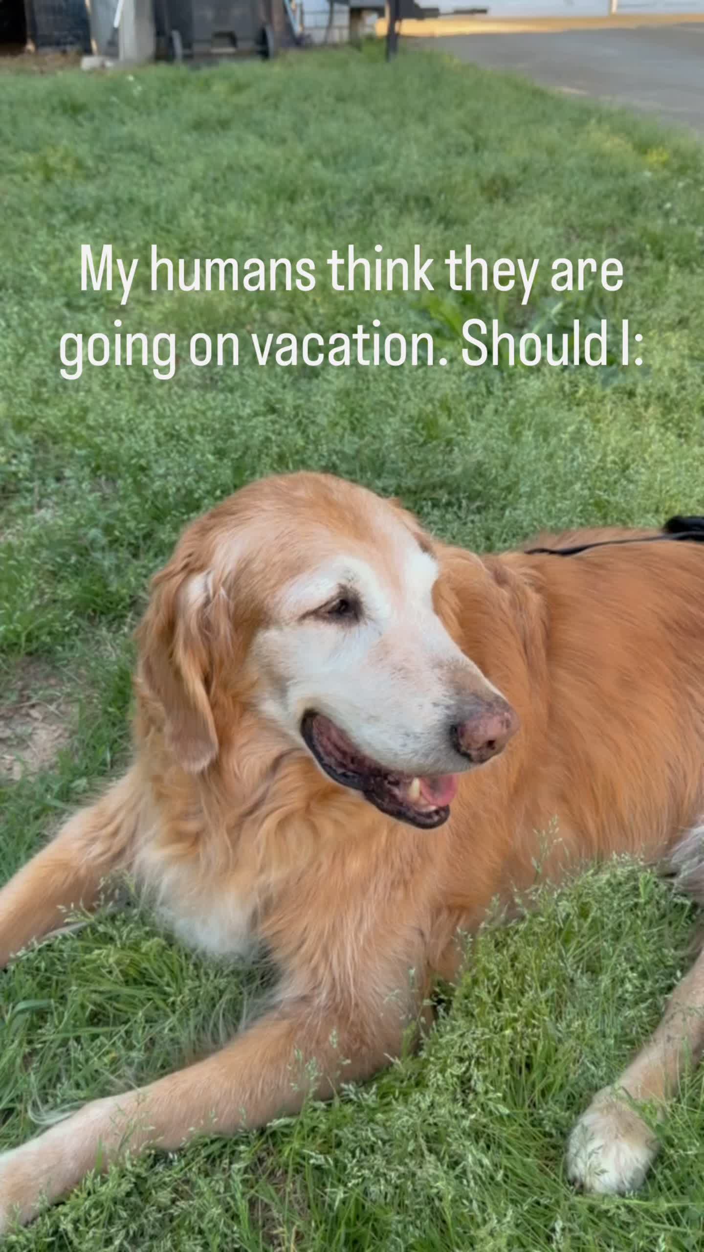@DogMomisms