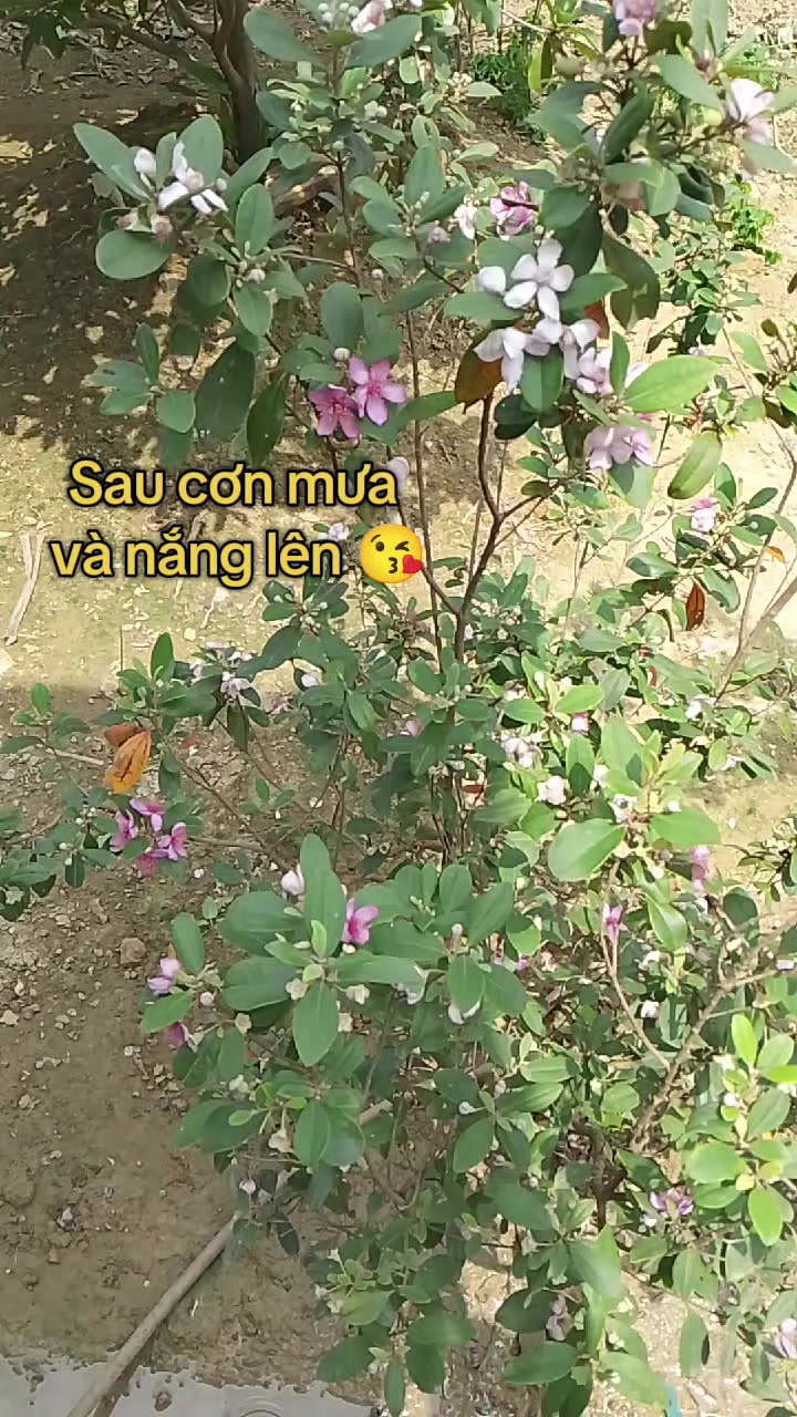 @Lúa Mì