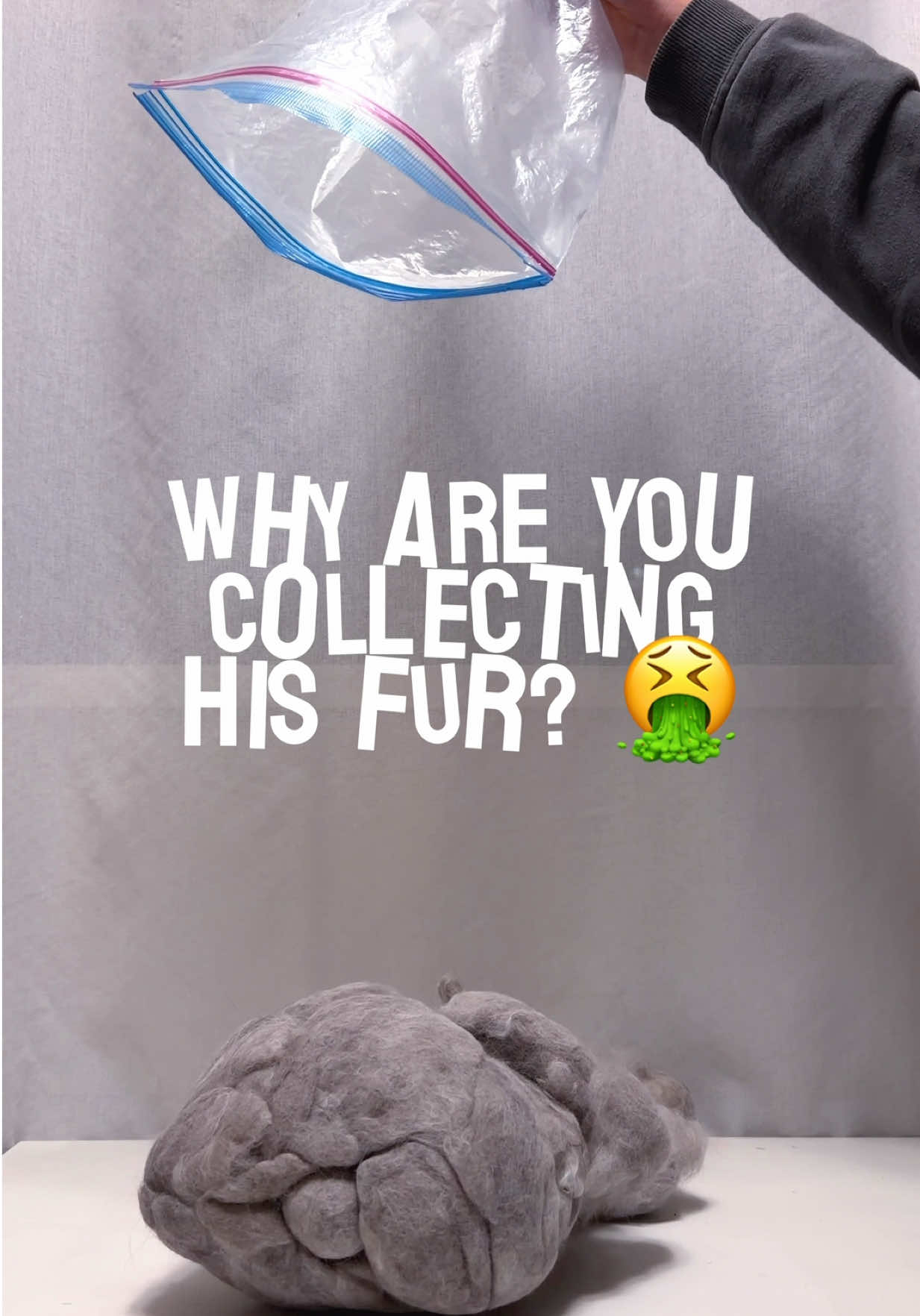 @Mugen the Maine Coon ๐จ๐ฆ
