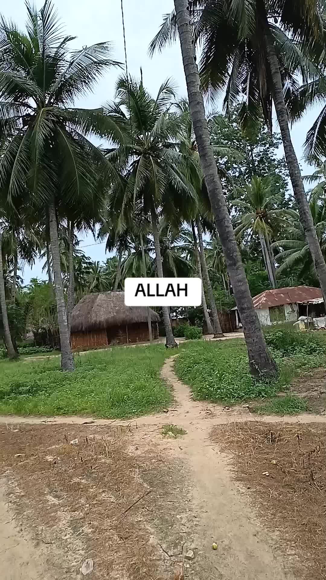 @SINOG jr