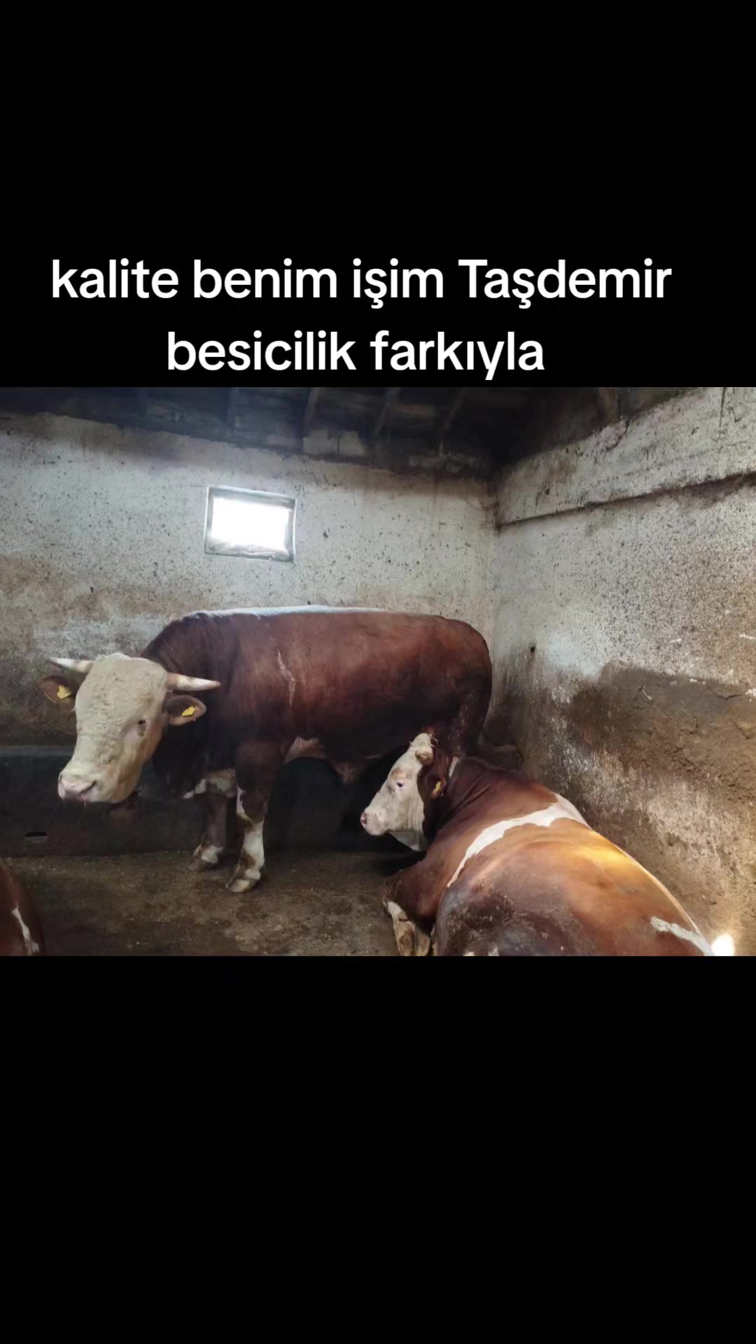 @Taşdemir besicilik