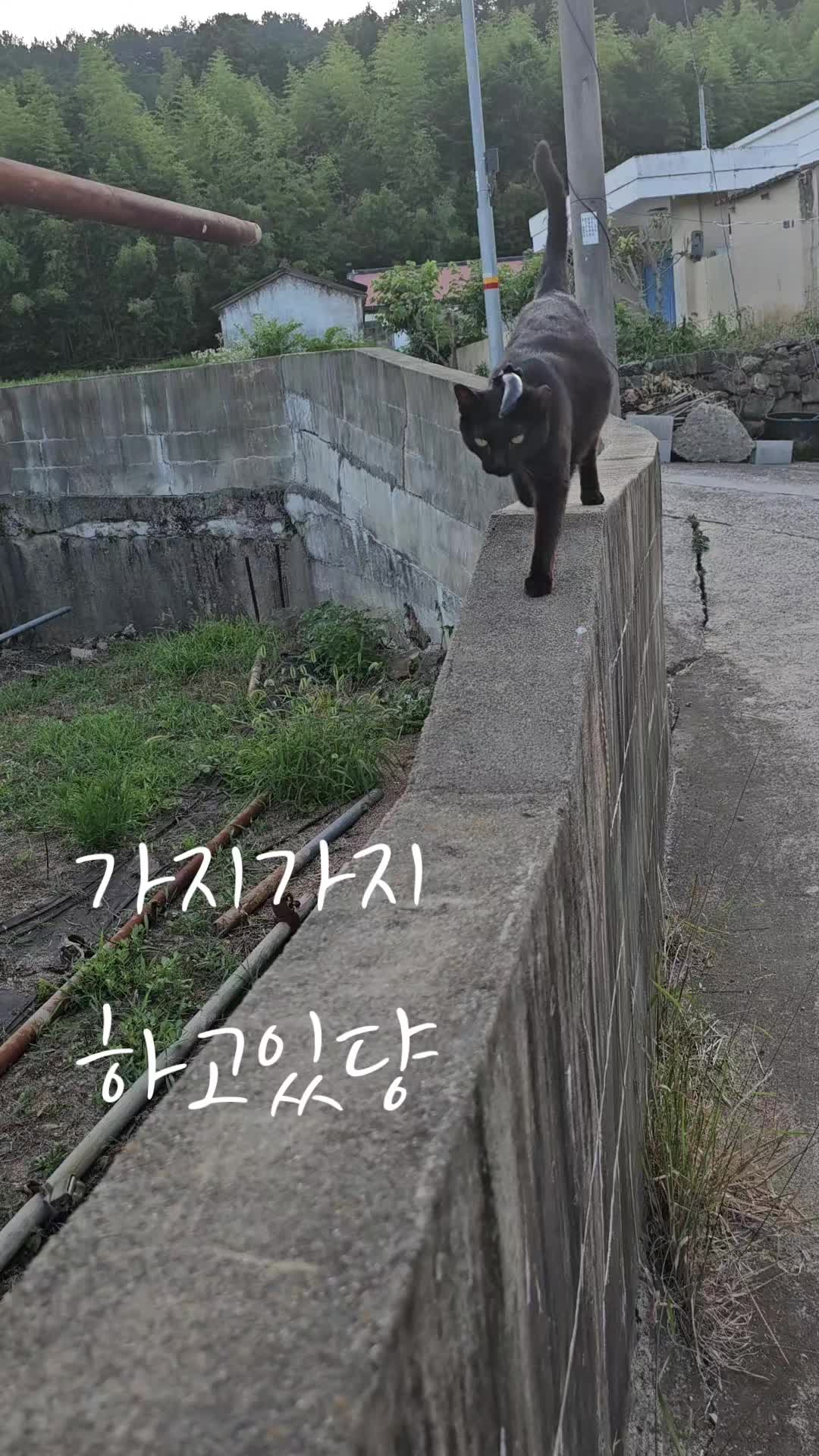 @검은고양이 터보