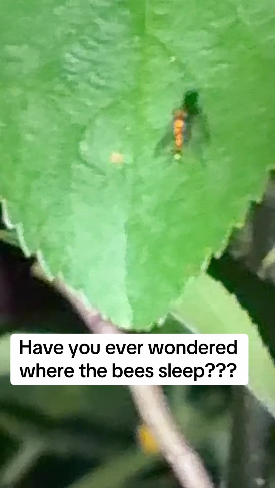 @gobigadventuresfarm