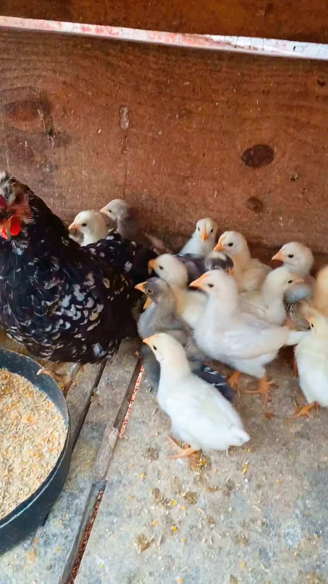 @🐔CRIAT&Oacute;RIO MZ🐓