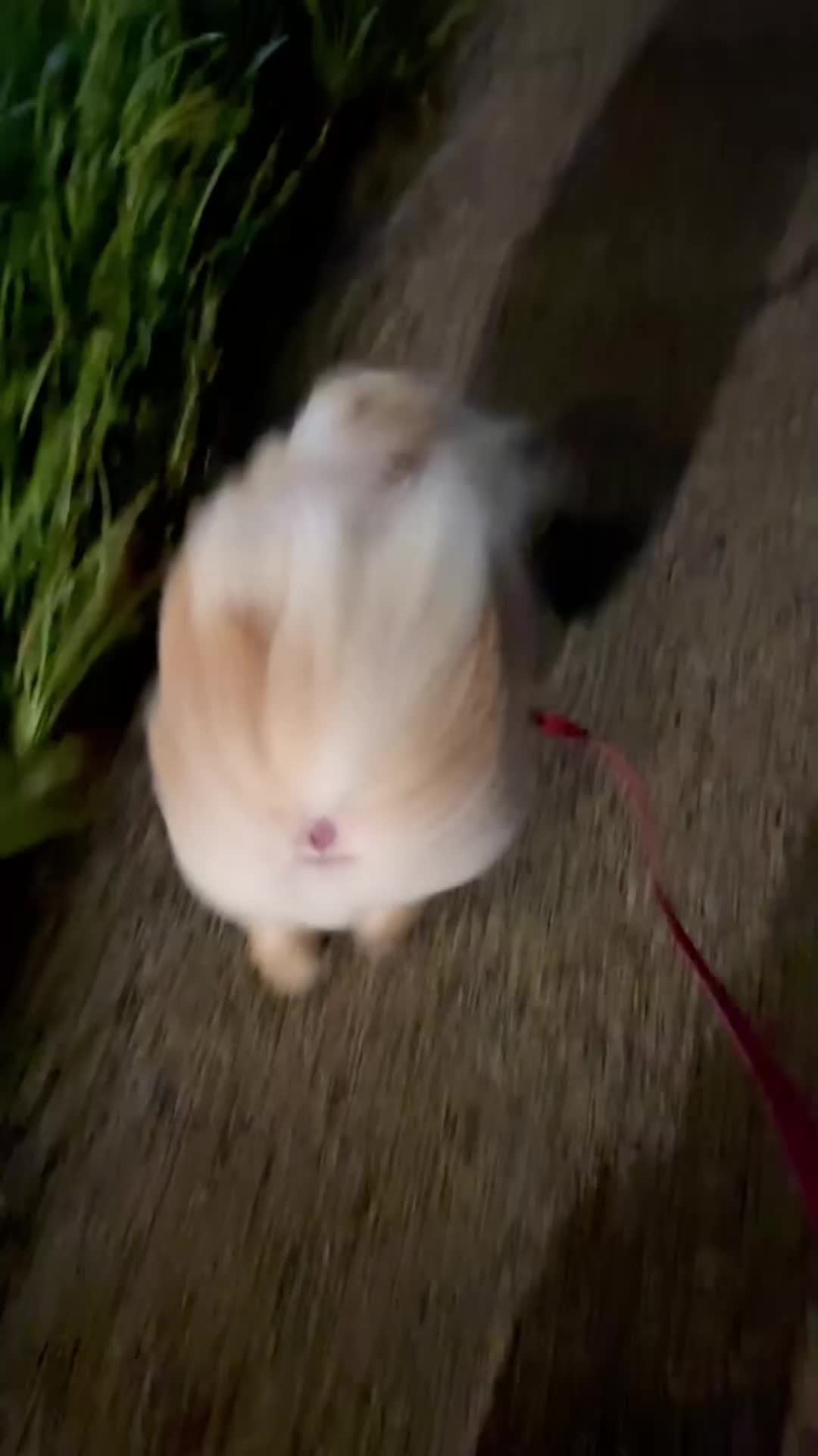 @Cute Pets TV