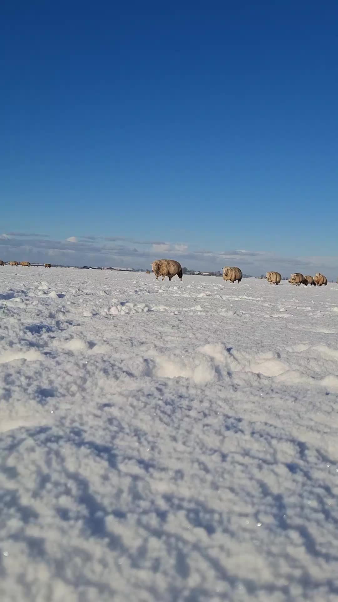 @schapenfokkerij l.kammeraad