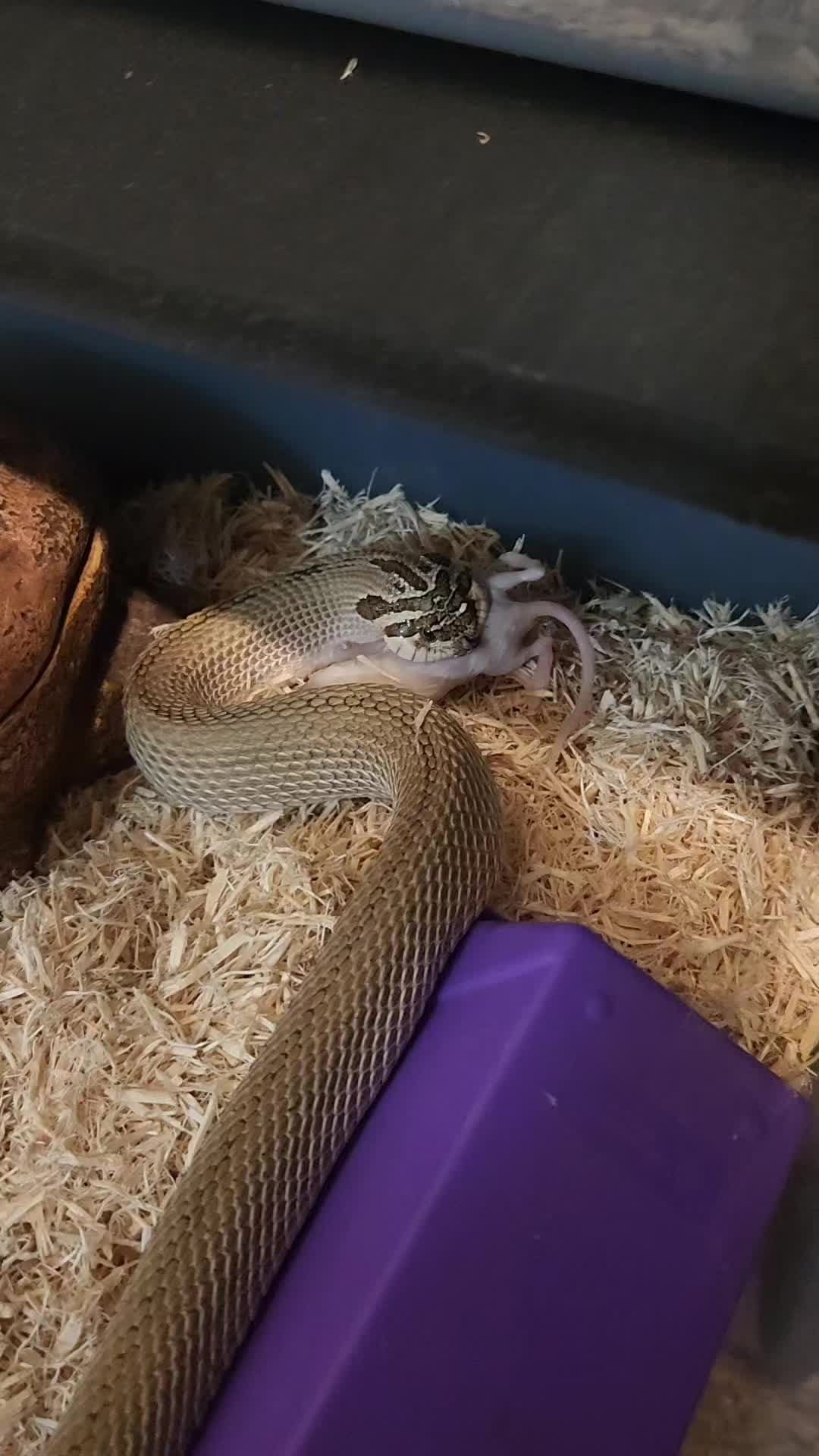 @Ballard’s Reptiles