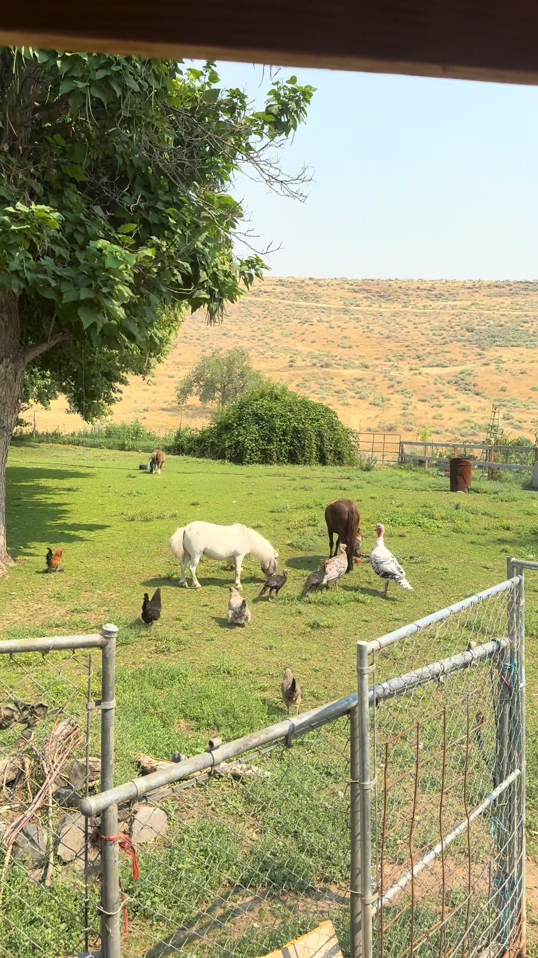 @Hot Sauce the Mini horse 🐎