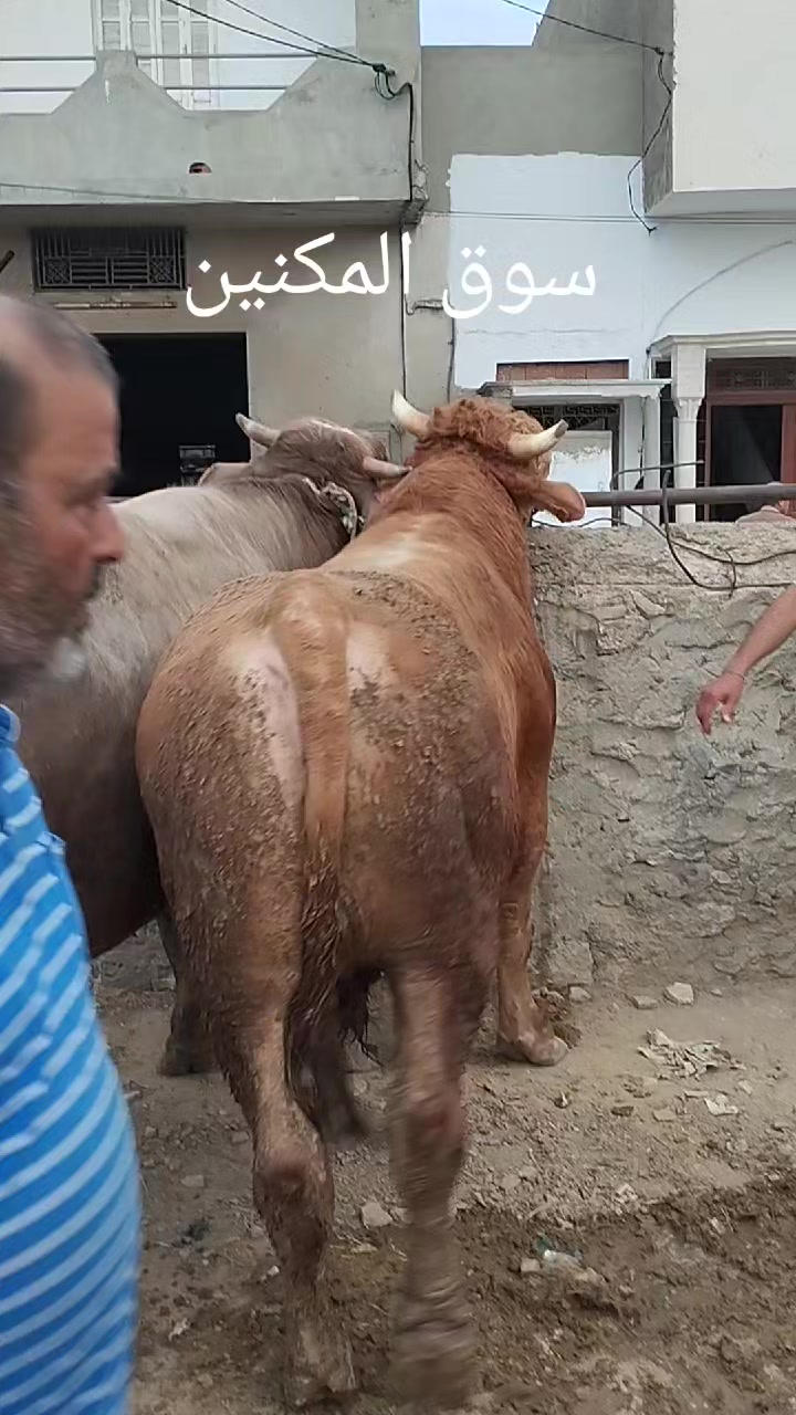 @علاء كرومة