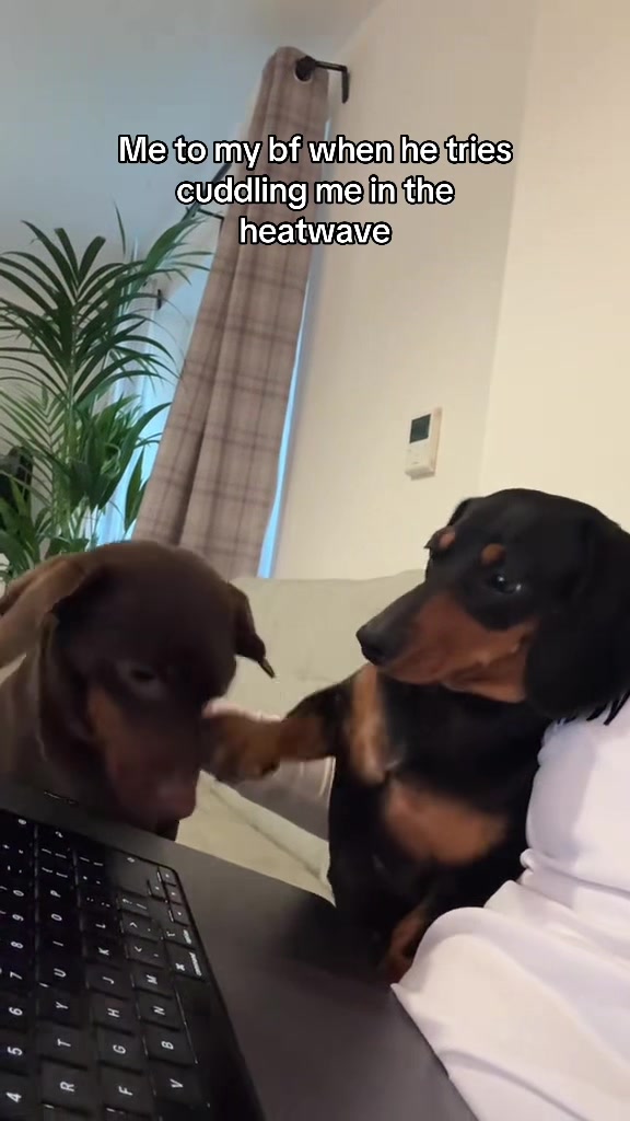 @Cute dachshund core
