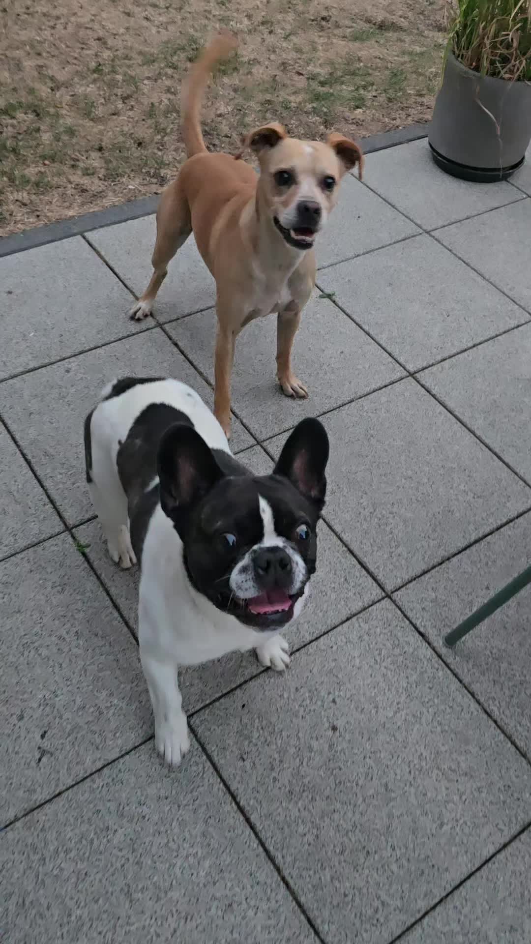 @Kylo und Samy 💙💙🐶🐕🍀🍀