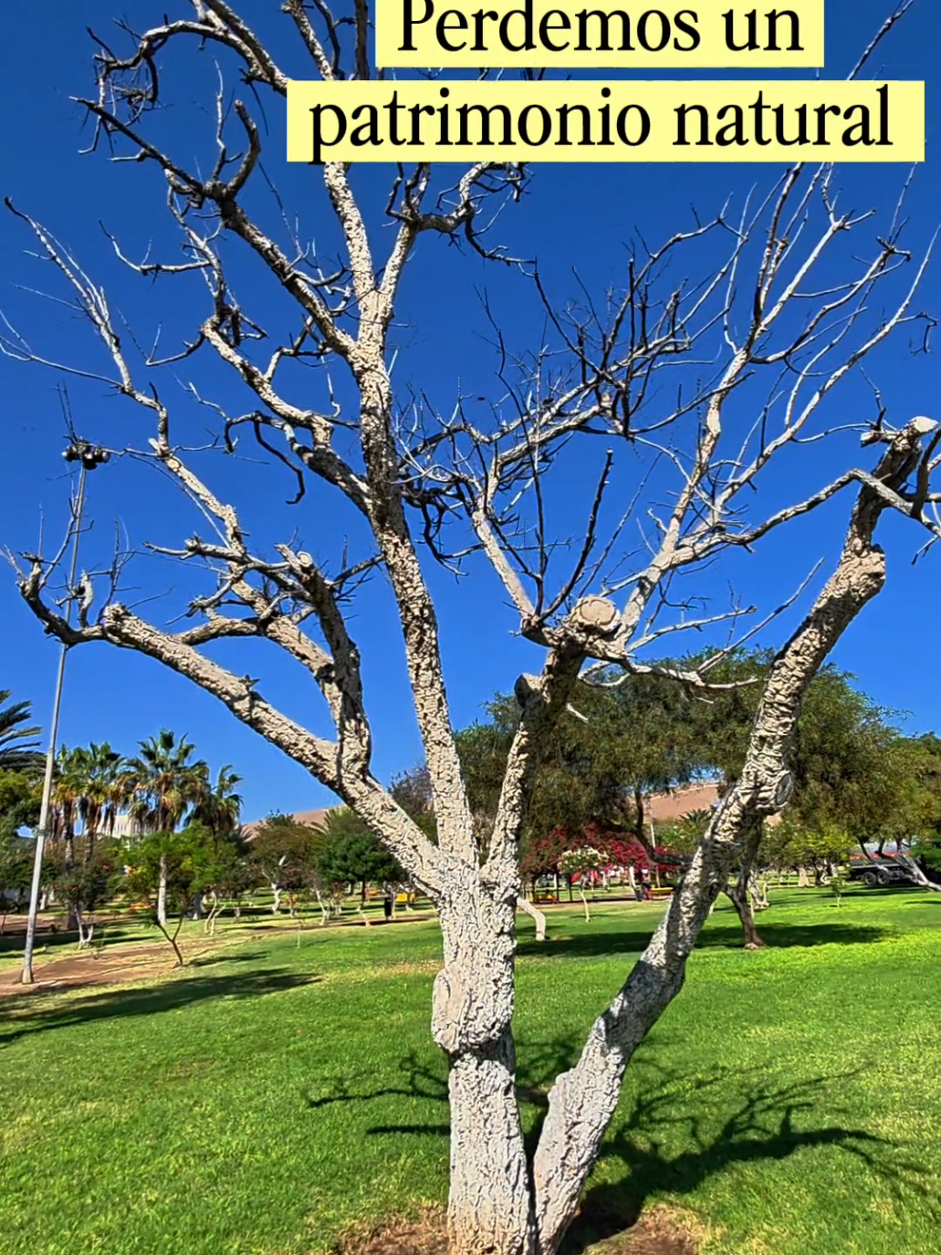 @Arica es Bacán