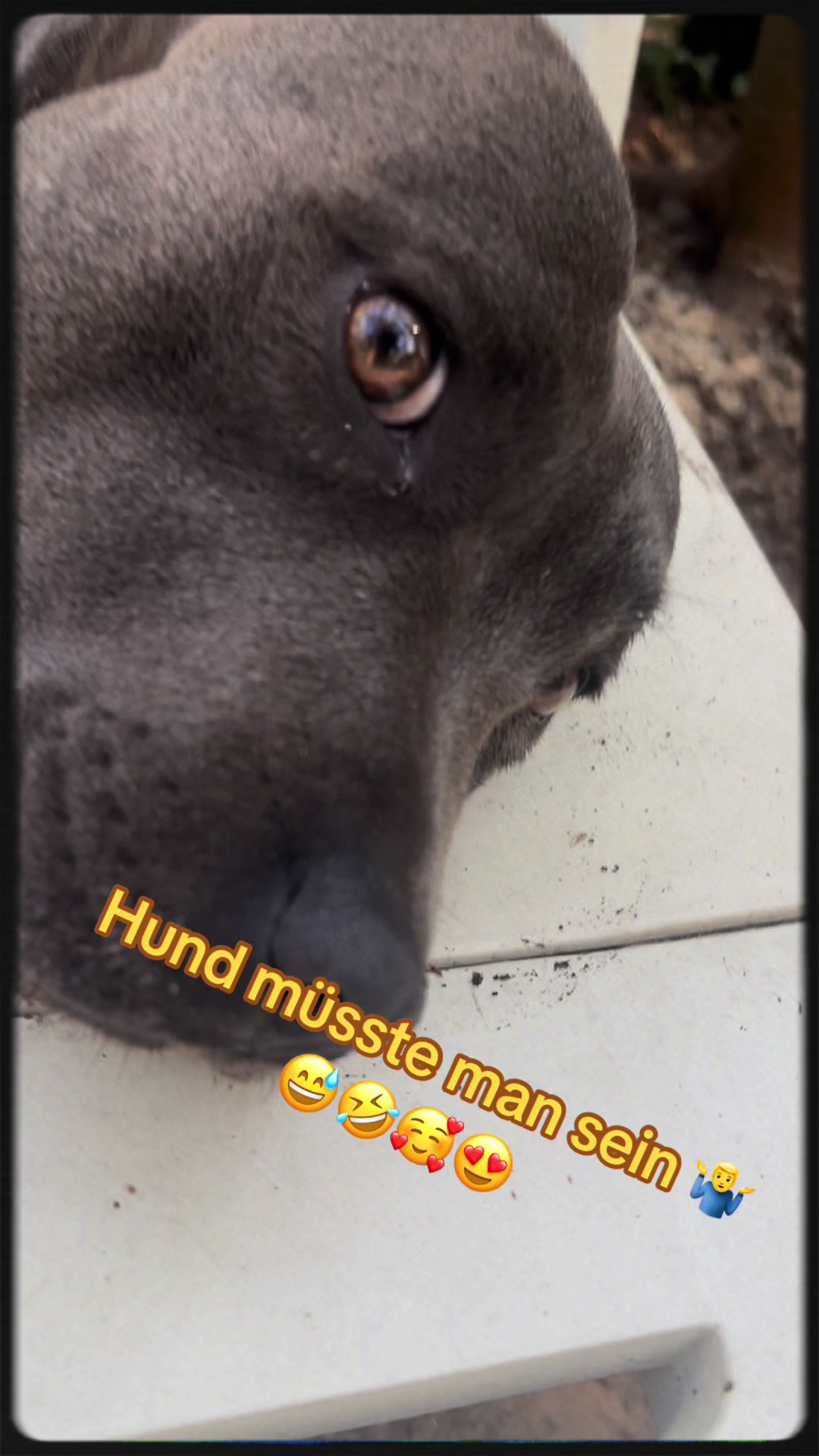 @Chris ❤️Tyson&Jola😍😎