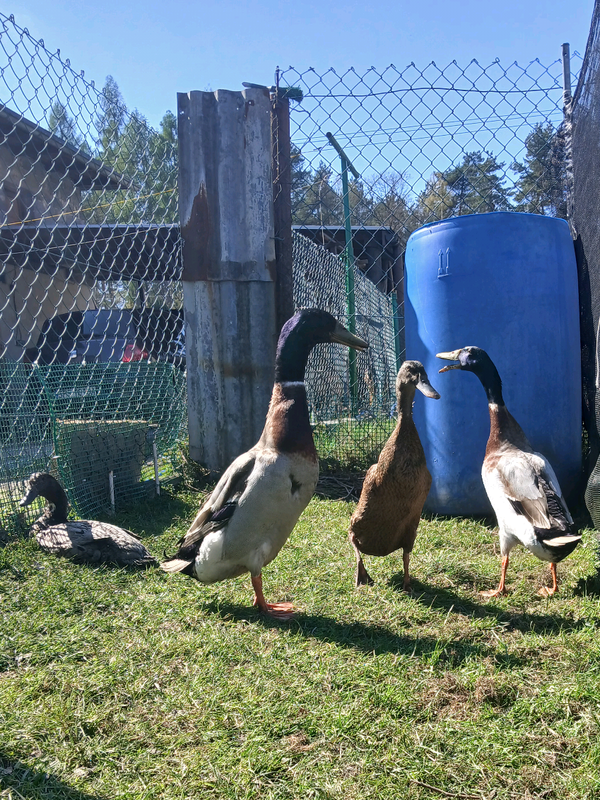 @Kaczogród u Milki🦆🦆🦆🦆