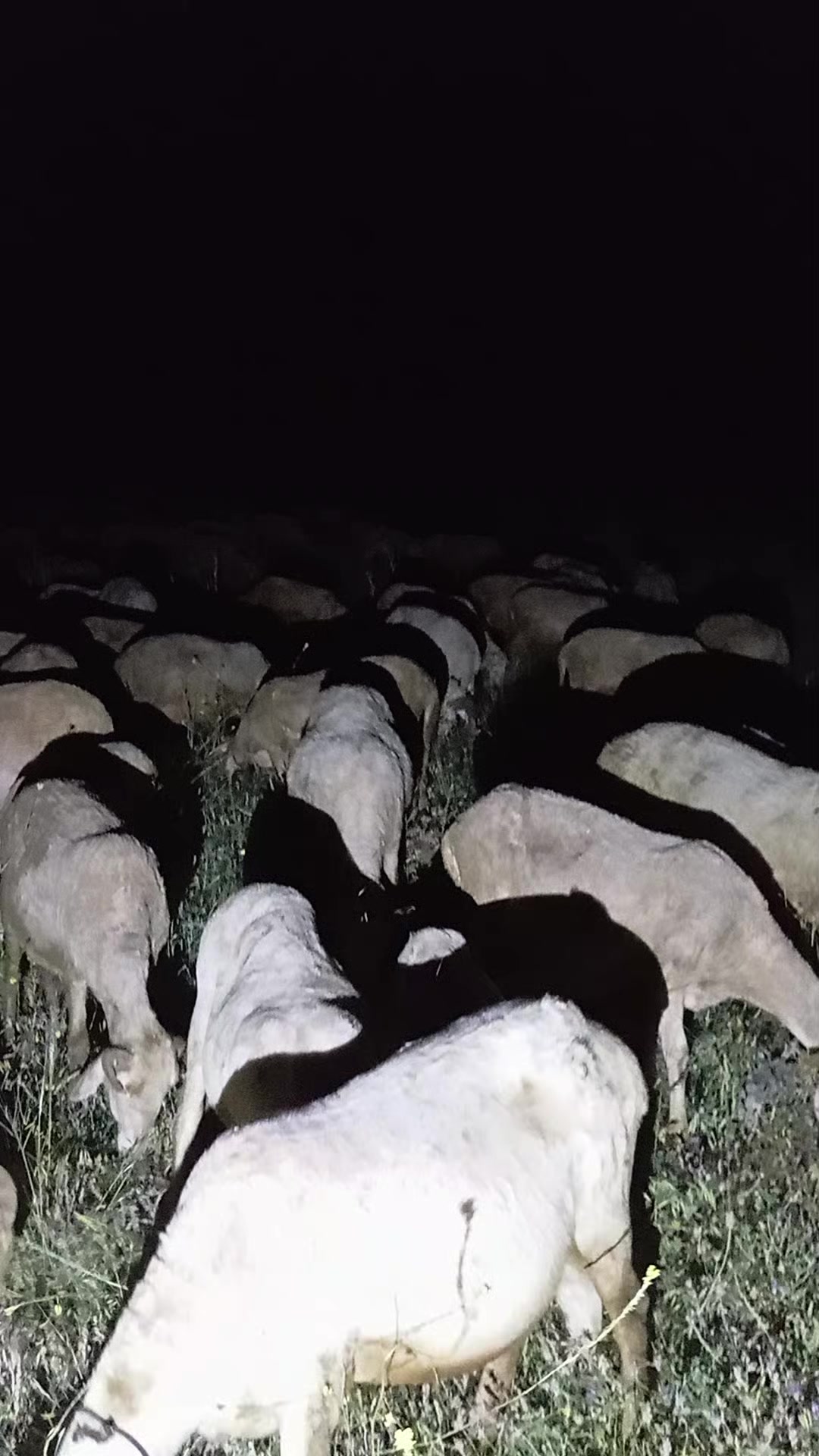 @Furkan STLMŞ 03