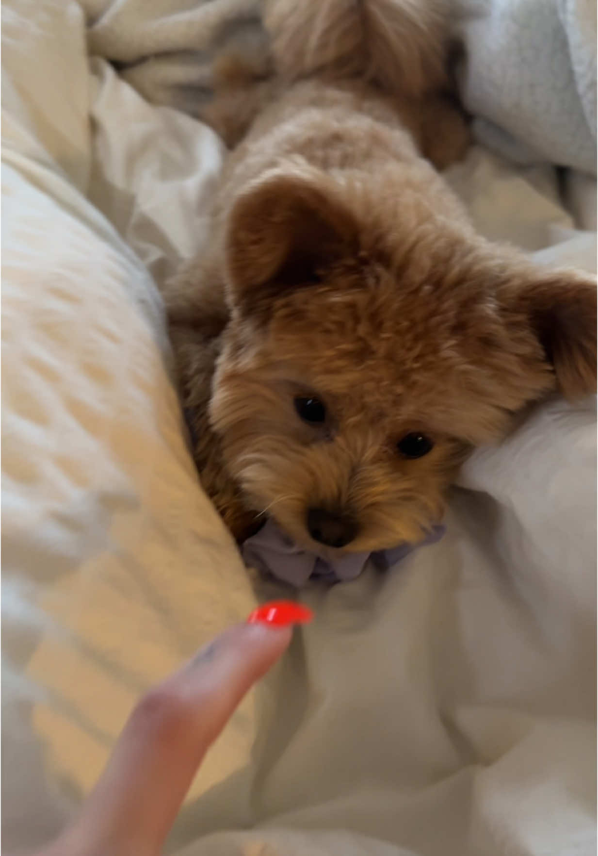 @pomapoo.barney