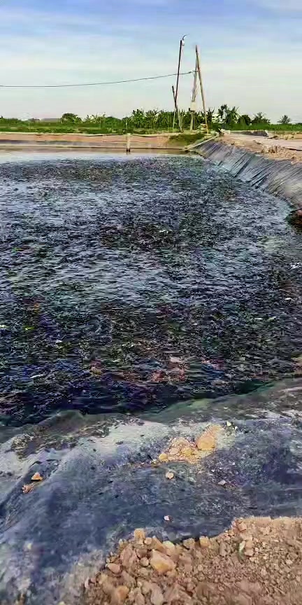 @Cá Chuối Hoa