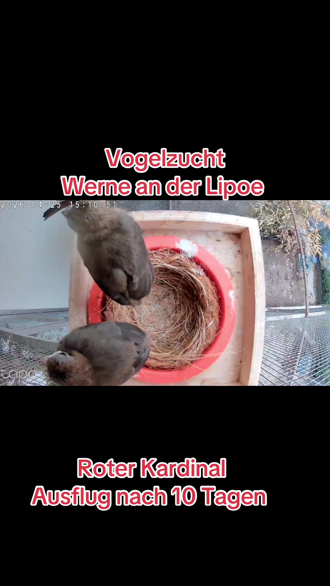 @Vogelzucht Werne an der Lippe