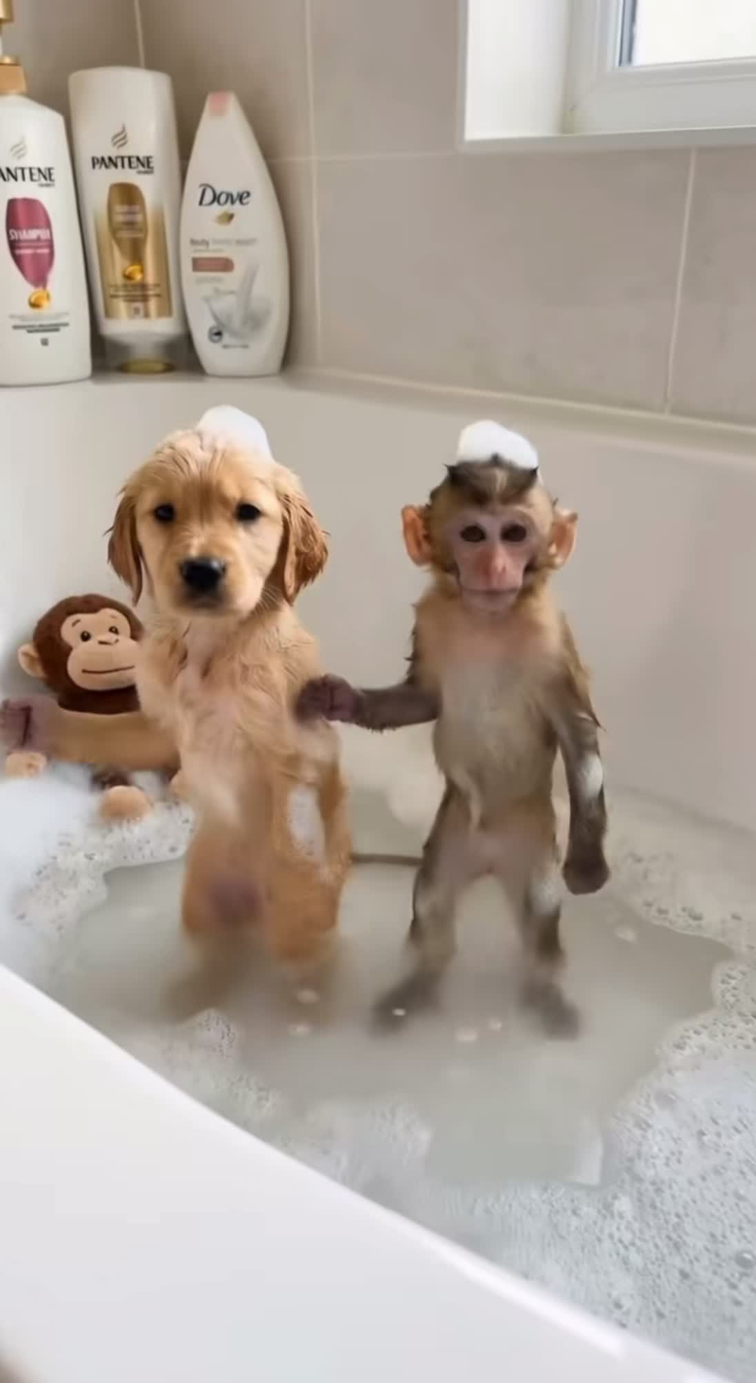 @MyLastTwoBrainCells