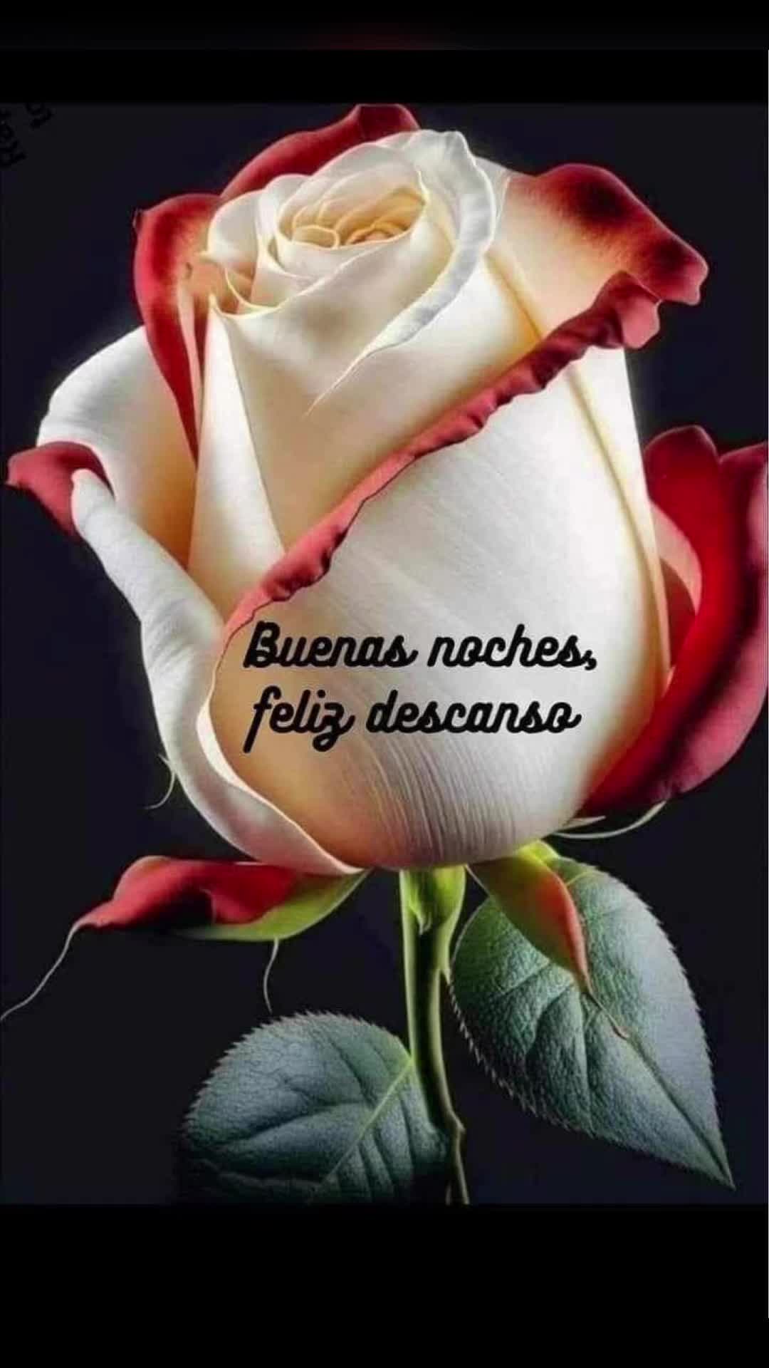 @elvirasvg
