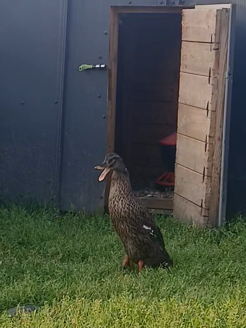 @Kaczogród u Milki🦆🦆🦆🦆