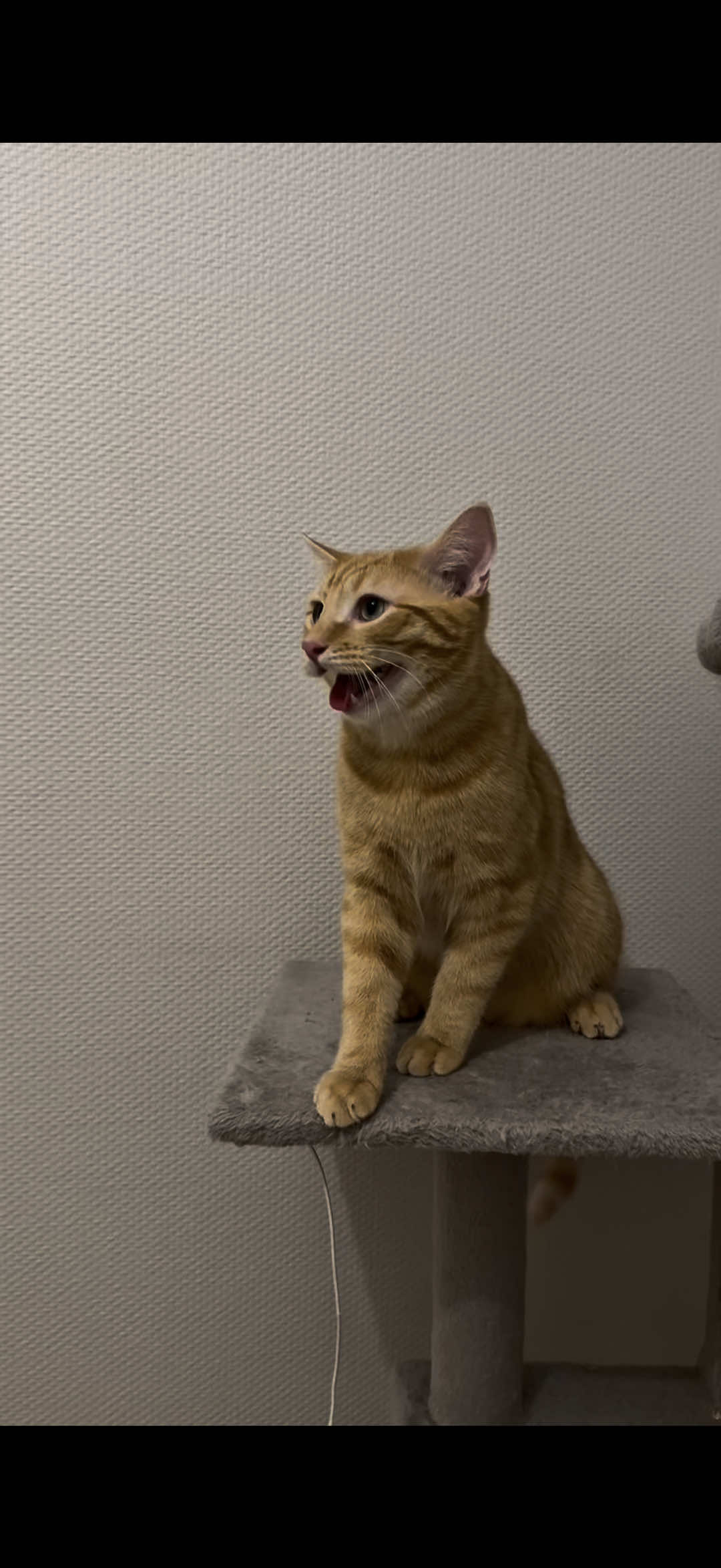 @Bartabé le chat