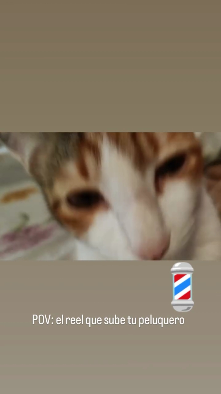@lalocadelosgatos