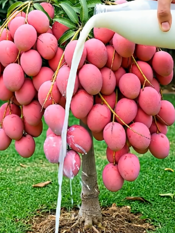 @PlantsLife