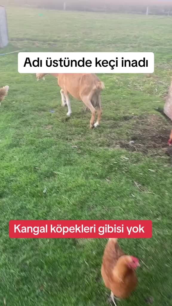 @KAPADOKYALICANADIAN