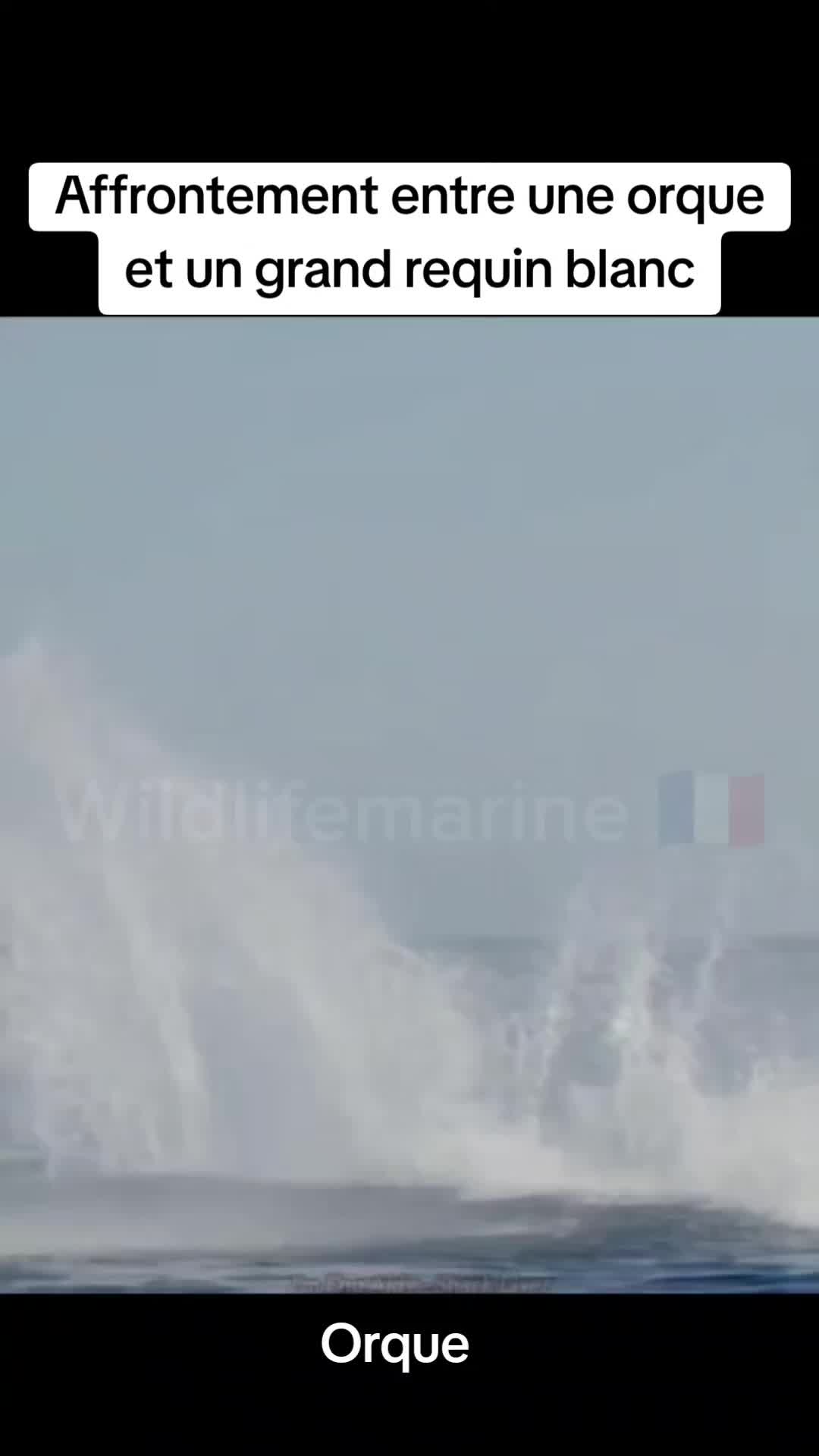 @wildlifemarine 🇲🇫