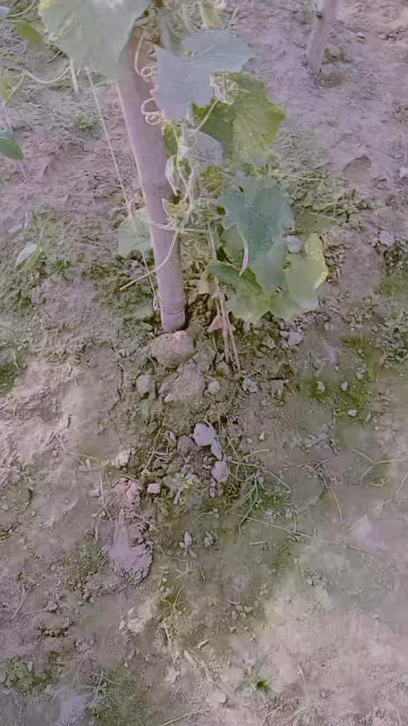 @💓 Pankaj 🌹singh💓