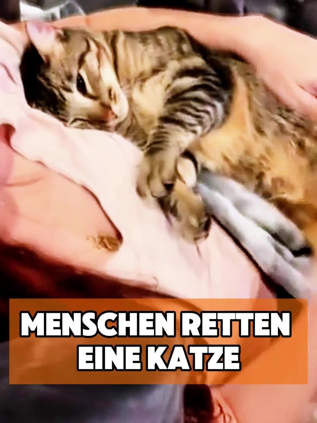 @toto_tier
