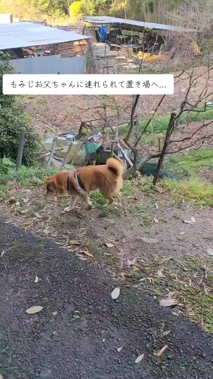 @わんわんニャンニャン🐱🐶