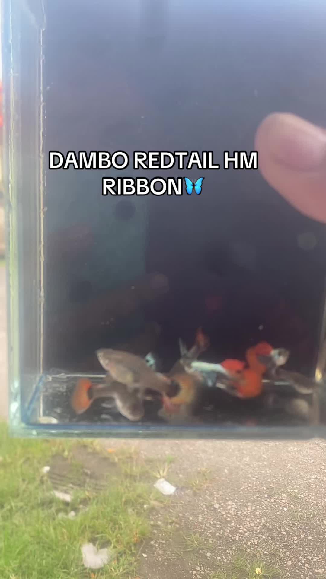 @RULL GUPPY HOUSE🏘️