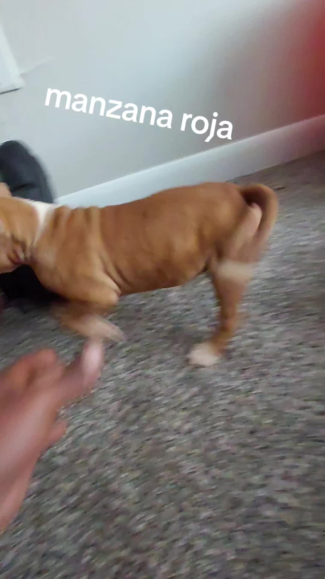 @MR I WORK DOGS