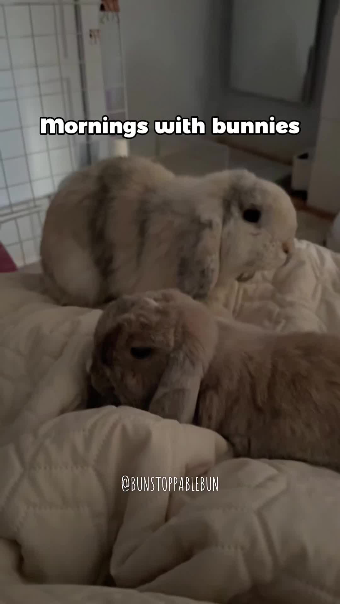 @BunBun, Mochi🌈, Chewy