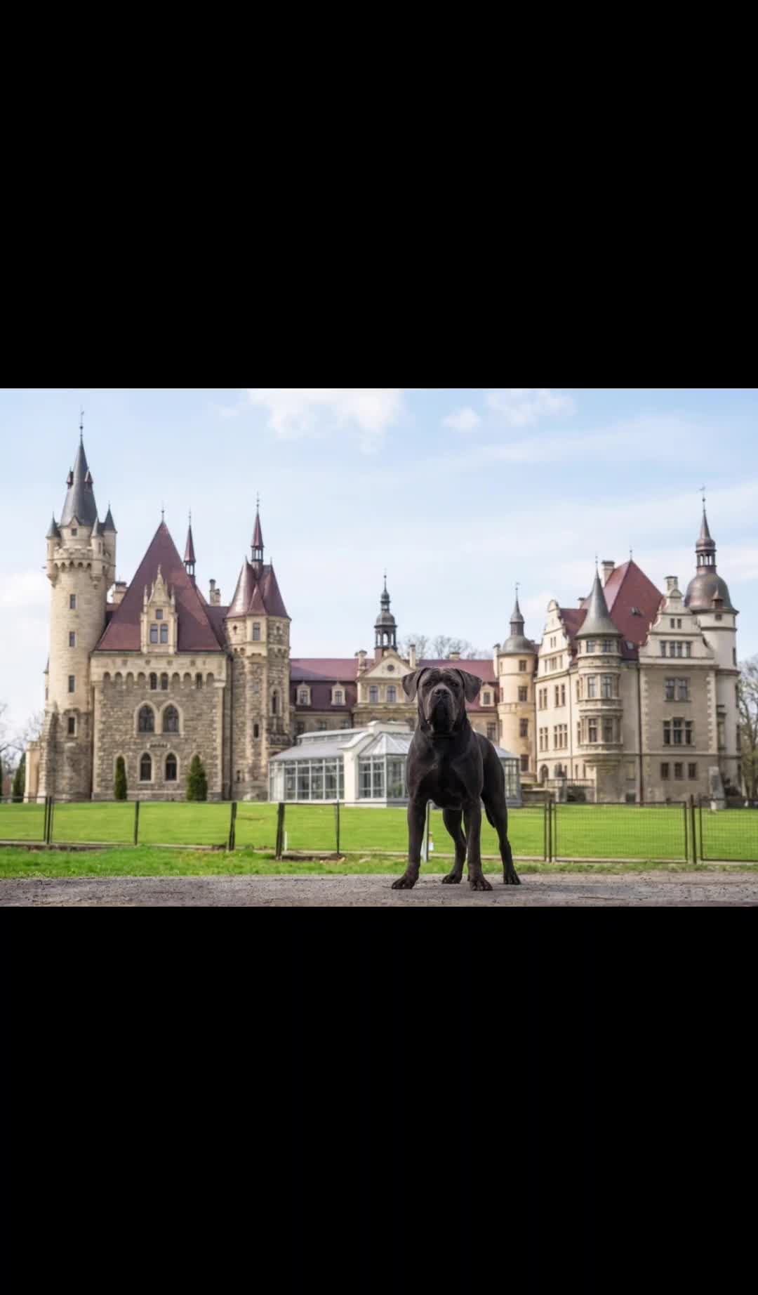 @KORD Wyjątkowe Molosy FCI