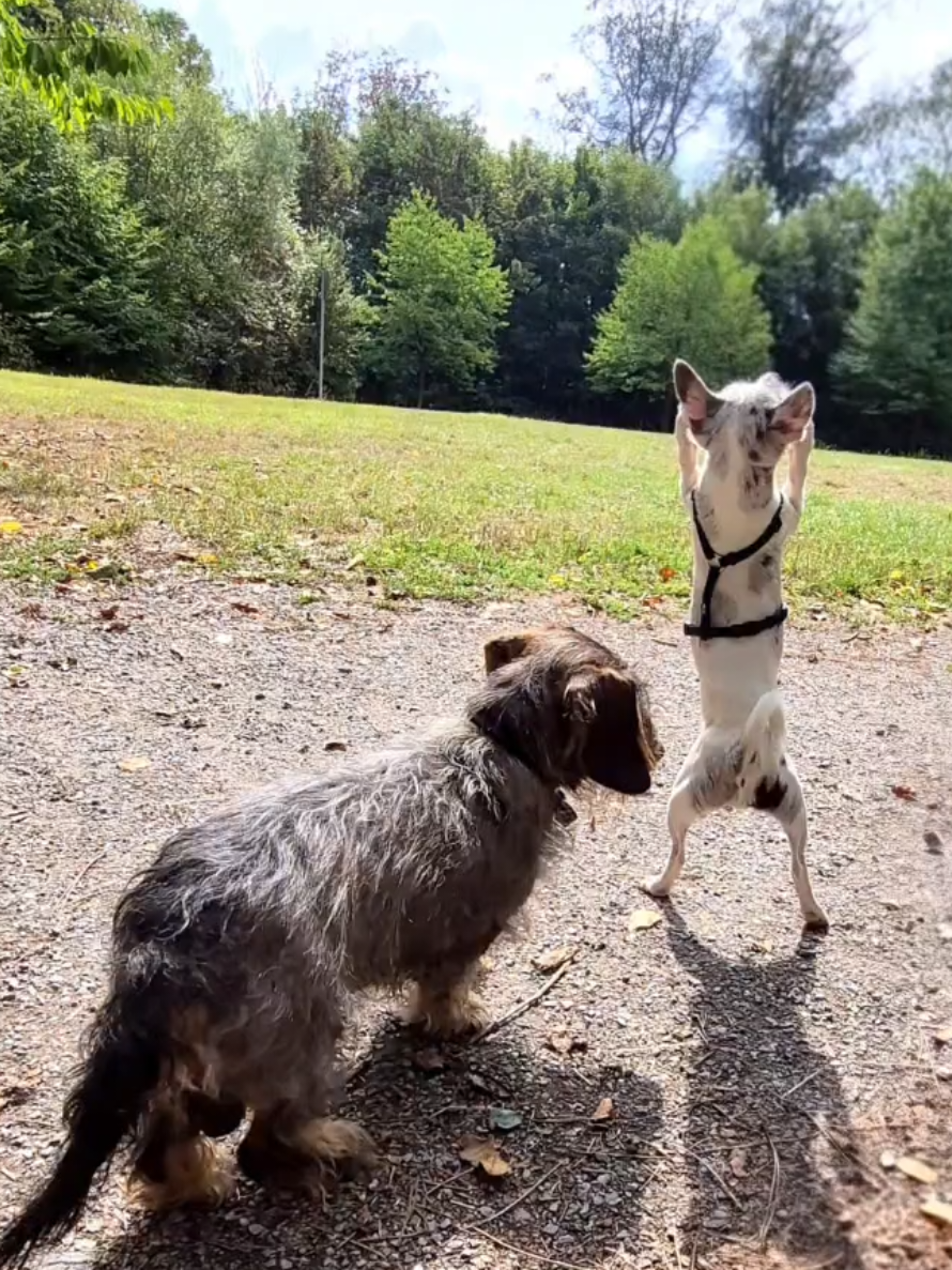 @Jerry_Coby_Chihuahua