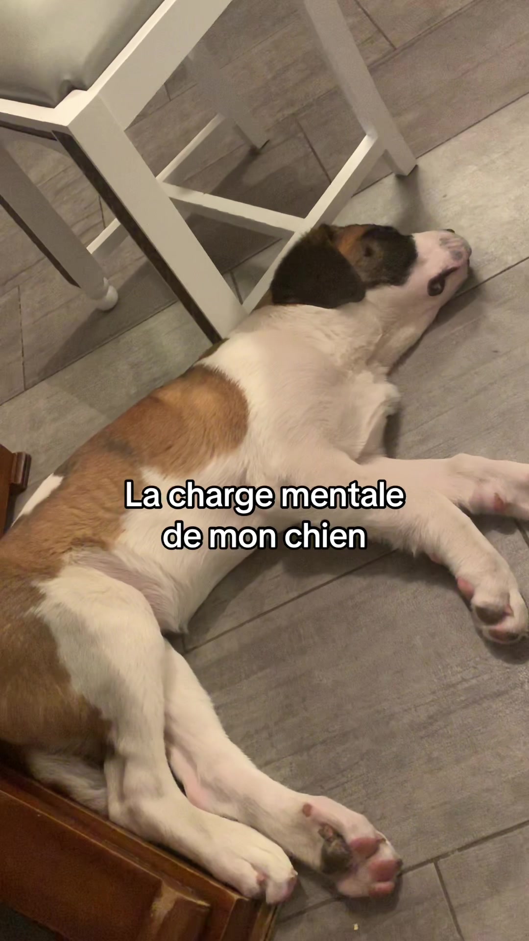 @Xena le St Bernard