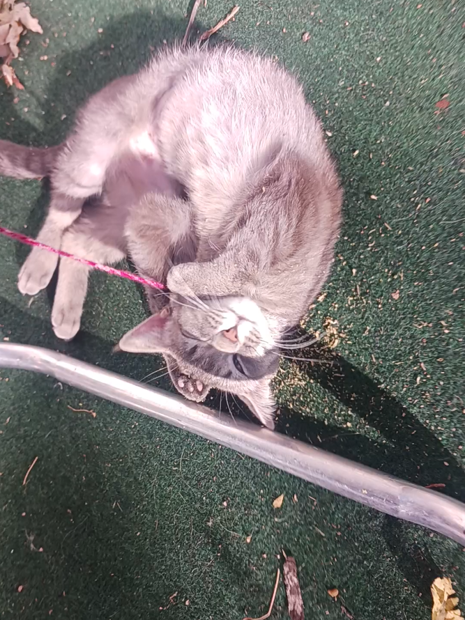 @Satan Kitty