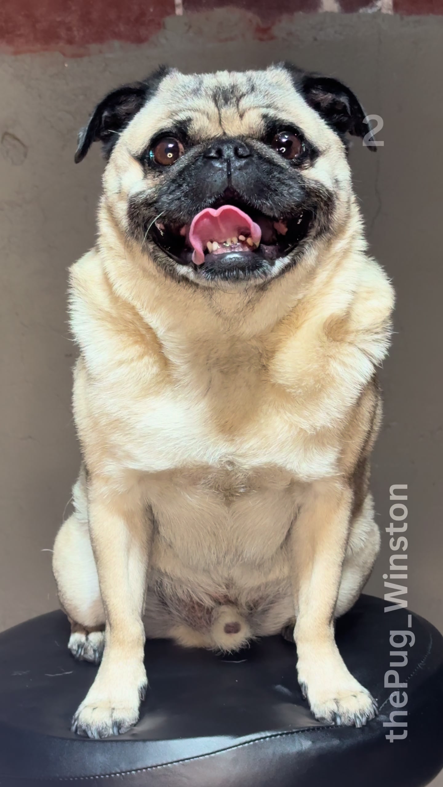 @Winston the Pug