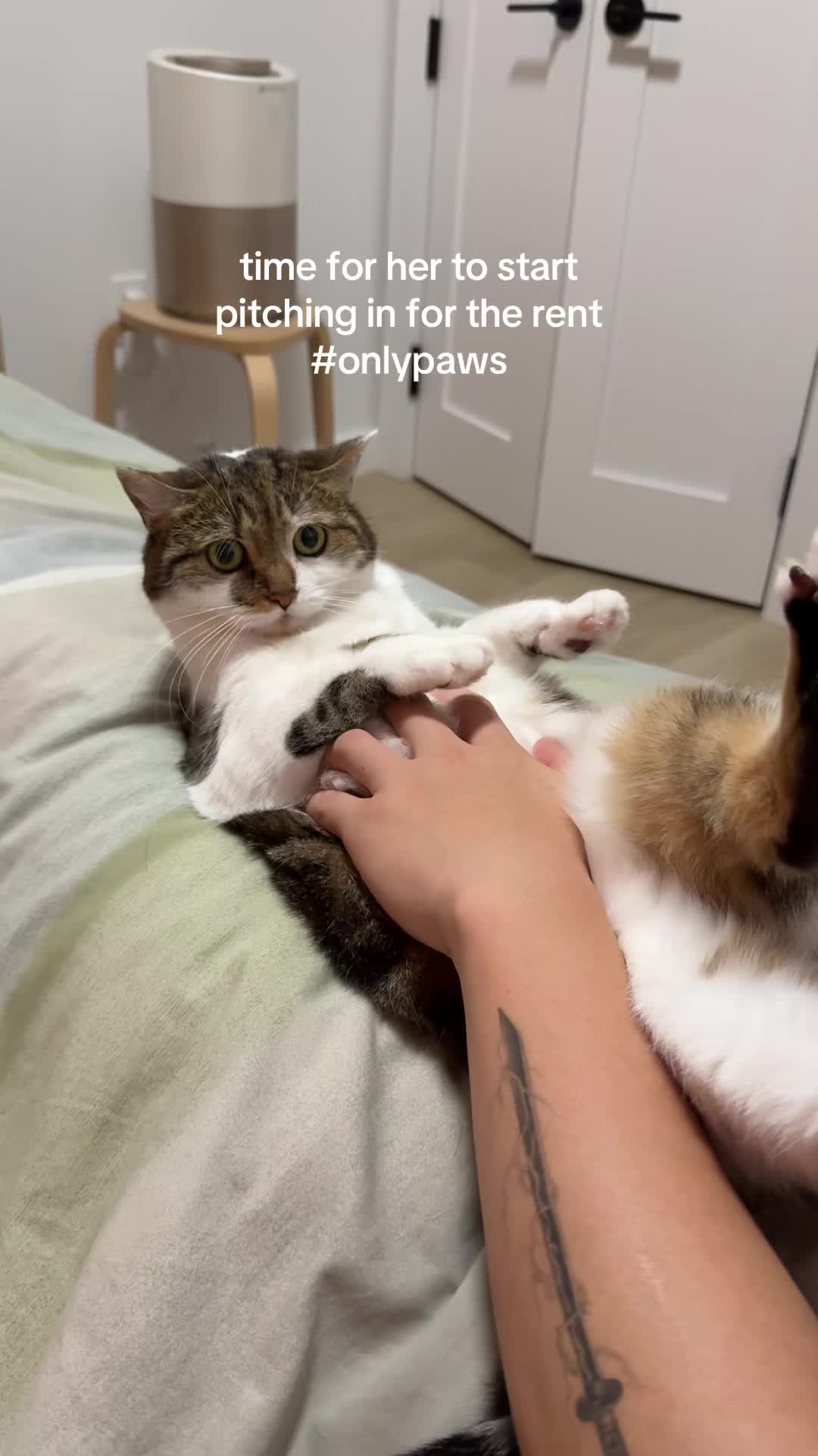 @Suki Purrs